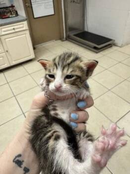 Miss Crabtree -  Domestic Short Hair Cat for Adoption in Largo, Florida - Miss Crabtree | PetCurious