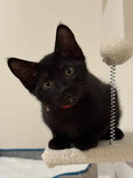 Doritos Loco -  Domestic Short Hair Cat for Adoption in Dallas, Texas - Doritos Loco | PetCurious