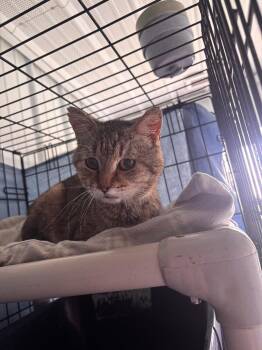 Kentucky -  Domestic Short Hair Cat for Adoption in Hartford City, Indiana - Kentucky | PetCurious