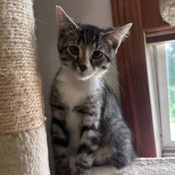 Chili -  Extra Toes Cat Hemingway Polydactyl Cat for Adoption - Chili | PetCurious