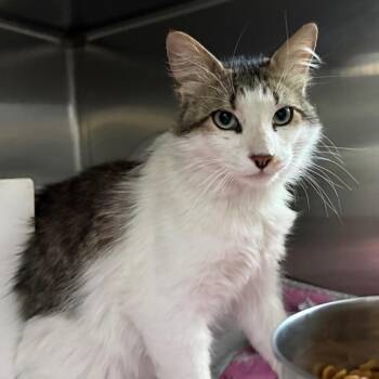 Marvin the Manx -  Domestic Medium Hair Cat for Adoption in Cedaredge, Colorado - Marvin The Manx | PetCurious