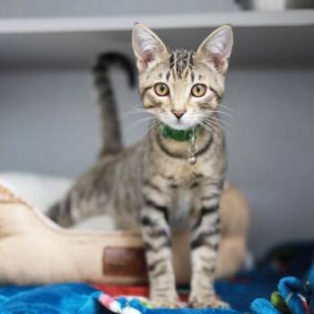 Apollo -  Domestic Short Hair Cat for Adoption in Atlanta, Georgia - Apollo | PetCurious