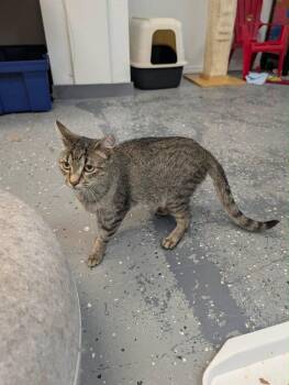 Terry -  Tabby Cat for Adoption in Grand Junction, Colorado - Terry | PetCurious