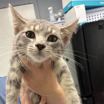 Topaz -  Domestic Short Hair Cat for Adoption in Birmingham, Alabama - Topaz | PetCurious