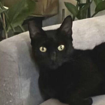 Rescue Domestic Short Hair Cats for Adoption in San Jose, California - Bettina | PetCurious
