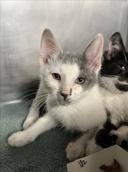 *LUIGI -  Domestic Short Hair Cat for Adoption in Woodland, California - *LUIGI | PetCurious
