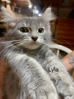 Lyla Go. (orange) -  Domestic Medium Hair Cat for Adoption in West Peoria, Illinois - Lyla Go. (orange) | PetCurious