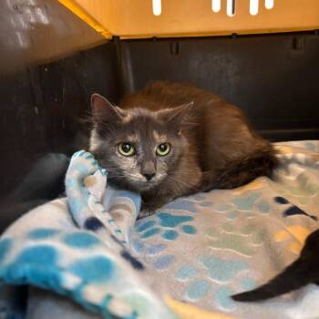 Domestic Medium Hair Cats Available for Adoption in Lake Jackson, Texas - Lana | PetCurious