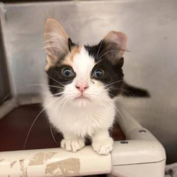 Koi -  Domestic Short Hair Cat for Adoption in Marshall, Virginia - Koi | PetCurious