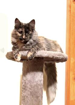 Toffee -  Maine Coon and Domestic Medium Hair Cat for Adoption in Syosset, New York - Toffee | PetCurious
