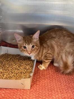 Domestic Long Hair Cats Available for Adoption - Kevin De Bruyne | PetCurious