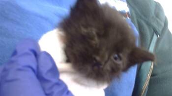 Rescue Domestic Short Hair Cats for Adoption in Dallas, Texas - DEAN | PetCurious