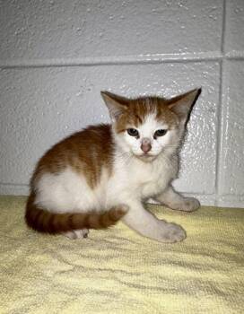 Good Job -  Domestic Short Hair Cat for Adoption in Spruce Pine, North Carolina - Good Job | PetCurious
