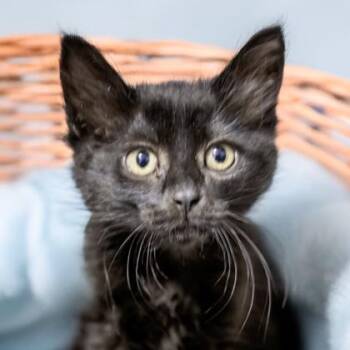 Rook -  Domestic Short Hair Cat for Adoption in Camano, Washington - Rook | PetCurious