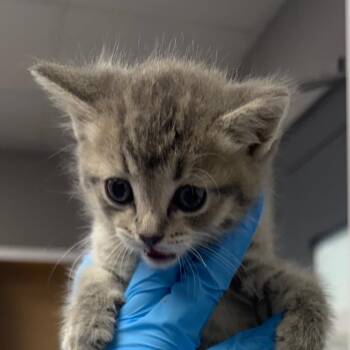 Domestic Medium Hair Cats Available for Adoption in Greenville, South Carolina - Chicken Nugget | PetCurious