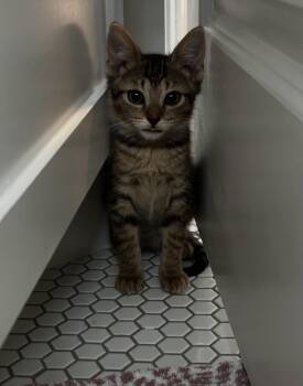 Selene -  American Shorthair Cat for Adoption in Houston, Texas - Selene | PetCurious