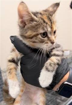 Domestic Short Hair Cats Available for Adoption in Pasadena, Texas - HOUDINA | PetCurious