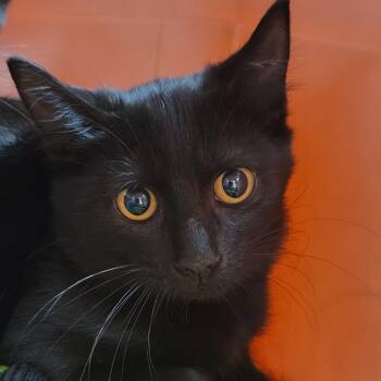 Voltage -  Domestic Short Hair Cat for Adoption in Milan, Illinois - Voltage | PetCurious