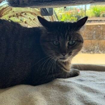 American Shorthair Cats Available for Adoption in Lenexa, Kansas - Wake | PetCurious