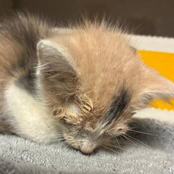 Dora -  Domestic Short Hair Cat for Adoption in Yuma, Arizona - Dora | PetCurious