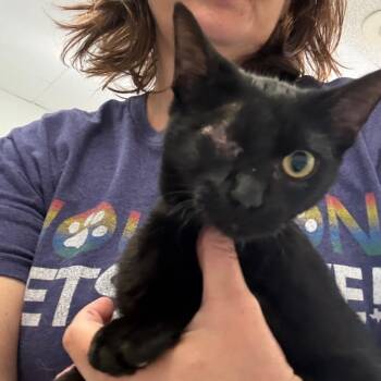 Domestic Short Hair Cats Available for Adoption in Houston, Texas - Kali | PetCurious