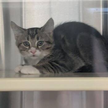 Gus Gus -  Domestic Short Hair Cat for Adoption in Lynchburg, Virginia - Gus Gus | PetCurious