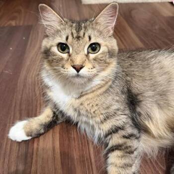 Jessie -  Domestic Medium Hair Cat for Adoption in Naperville, Illinois - Jessie | PetCurious
