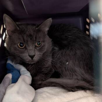 Crisesito -  Domestic Short Hair Cat Available for Adoption in Fairport, New York - Crisesito | PetCurious