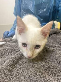 Montag -  Domestic Short Hair Cat for Adoption in Raleigh, North Carolina - Montag | PetCurious