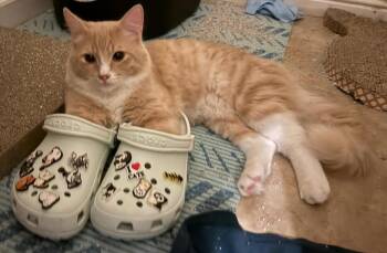 Mango -  Domestic Medium Hair Cat for Adoption in Riverside, California - Mango | PetCurious