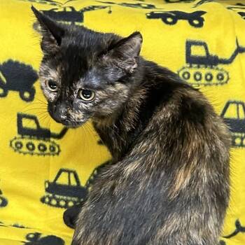 Daisy -  Tortoiseshell Cat for Adoption in St. Louis, Missouri - Daisy | PetCurious