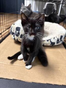 PURRGKAMP -  Domestic Medium Hair Cat for Adoption in Sugar Land, Texas - PURRGKAMP | PetCurious