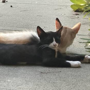 Junior -  Domestic Short Hair Cat for Adoption in Hemet, California - Junior | PetCurious