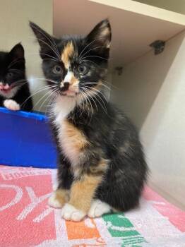 Snow Pea -  Domestic Short Hair Cat for Adoption in Winnipeg, Manitoba - Snow Pea | PetCurious