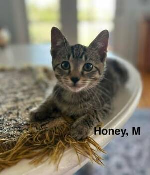Honey B -  Domestic Short Hair Cat for Adoption in Darien, Georgia - Honey B | PetCurious