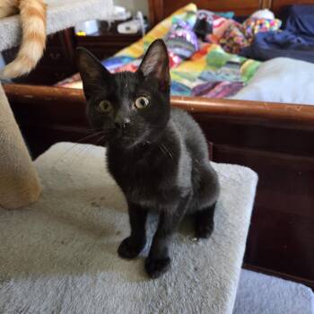 Rescue Domestic Short Hair Cats for Adoption in Schertz, Texas - Barry Baby | PetCurious