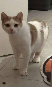 Rescue Domestic Short Hair Cats for Adoption in Smiths Falls, Ontario - Harvest | PetCurious