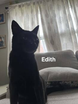Domestic Short Hair Cats Available for Adoption in Chicopee, Massachusetts - Edith | PetCurious