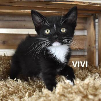 Vivi -  Domestic Medium Hair Cat for Adoption in Yuma, Arizona - Vivi | PetCurious