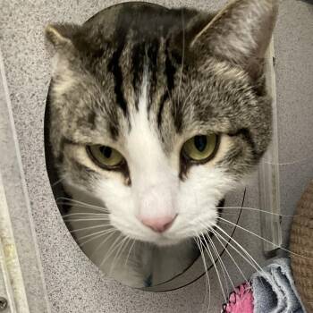 Zeus -  Domestic Short Hair Cat Available for Adoption in Colorado Springs, Colorado - Zeus | PetCurious