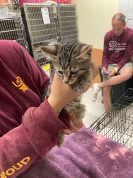 Walsh -  Domestic Short Hair Cat for Adoption in Meriden, Connecticut - Walsh | PetCurious