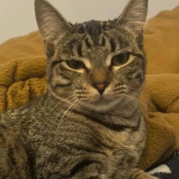 Domestic Short Hair Cats Available for Adoption in Long Beach, California - India | PetCurious