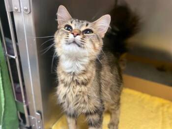 THIMBLELINA -  Domestic Long Hair Cat for Adoption in Fort Wayne, Indiana - THIMBLELINA | PetCurious