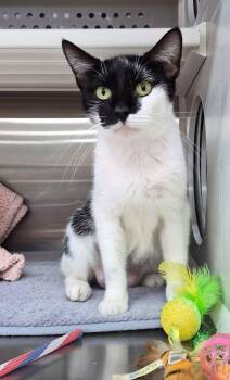 Opal -  American Shorthair Cat for Adoption in Bolivia, North Carolina - Opal | PetCurious