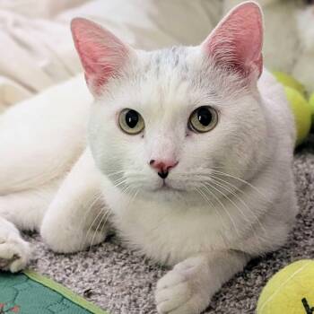 Leonard -  Domestic Short Hair Cat for Adoption in Denver, Colorado - Leonard | PetCurious