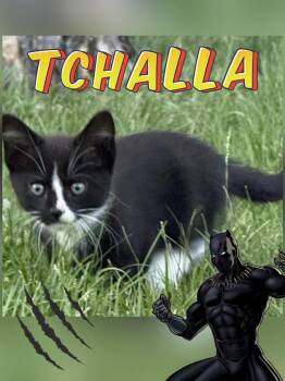 Tchalla -  Domestic Short Hair Cat for Adoption in Ferndale, Michigan - Tchalla | PetCurious