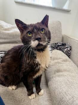 Rescue Domestic Short Hair Cats for Adoption in Philadelphia, Pennsylvania - BUBBA | PetCurious