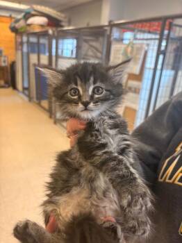 Walter -  Domestic Medium Hair Cat for Adoption in Heber City, Utah - Walter | PetCurious