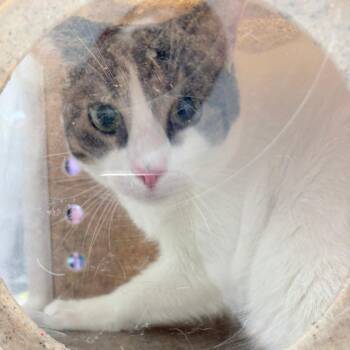 Domestic Short Hair Cats Available for Adoption in Philadelphia, Pennsylvania - Oboe | PetCurious