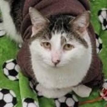 Pollux -  Domestic Short Hair Cat for Adoption in Ithaca, New York - Pollux | PetCurious